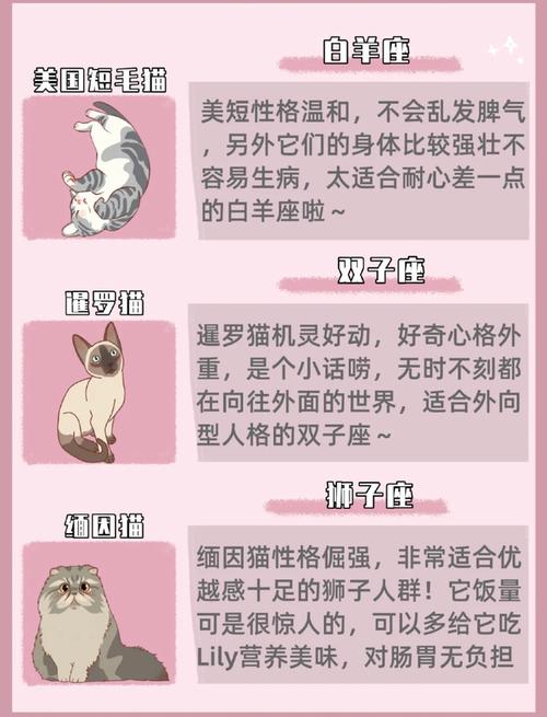 给猫起名字12星座好吗(给猫起名字它听的懂吗)