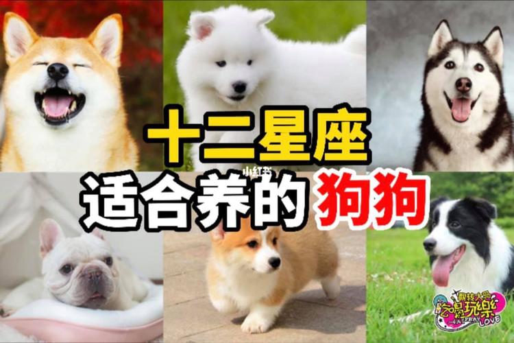 星座起名字宠物(星座的专属宠物)