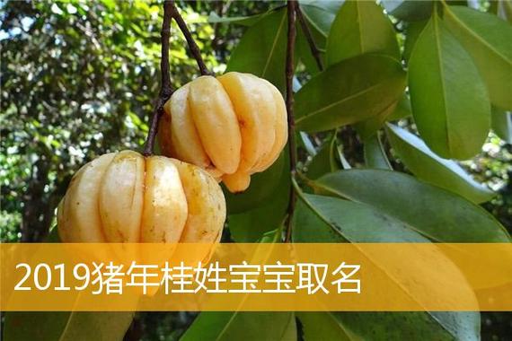 桂姓宝宝起名字大全(桂姓宝宝起名字大全男孩)